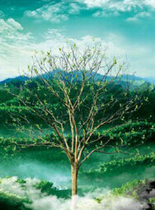 Blue Mountain Shoppes, 3D Picture - Four Season Tree Flip