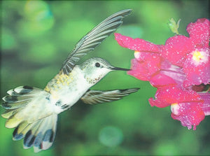 Blue Mountain Shoppes, 3D Picture - Hummingbird
