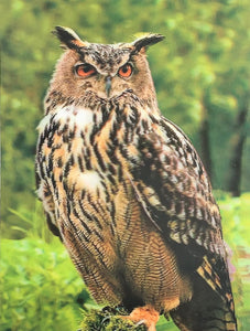 Blue Mountain Shoppes, 3D Picture - Great Horned Owl