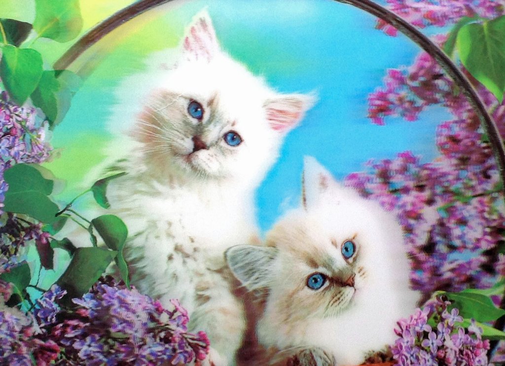 Blue Mountain Shoppes, 3D Picture - Kittens
