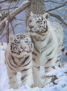 Blue Mountain Shoppes, 3D Picture - White Tiger Pair