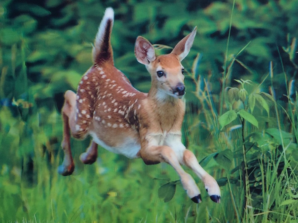 Blue Mountain Shoppes, 3D Picture - Fawn